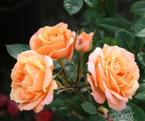 Троянда Aprikot Clementine (Апрікот Клементін) 
