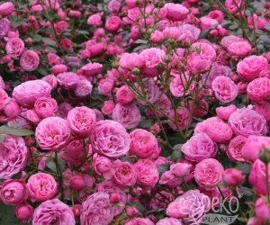 Троянда Blush Pixie (Блуш Піксі)