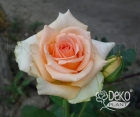 Роза Versilia (Версилия)
